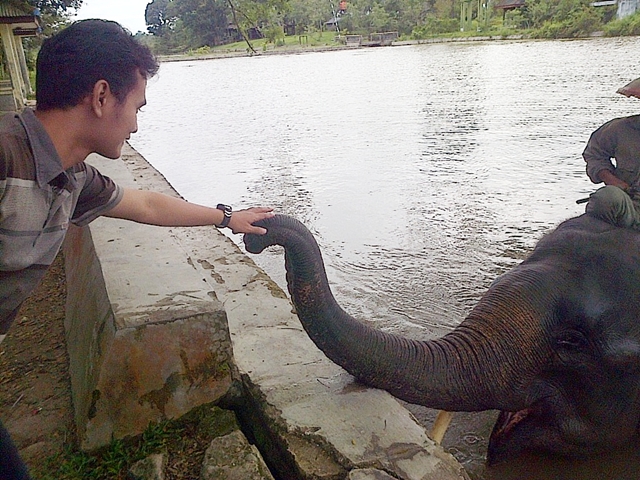 Gajah Jinak Lampung