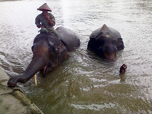 Gajah Way Kambas Dimandikan
