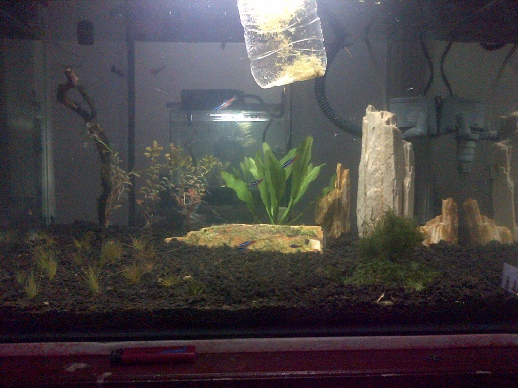 Biaya Buat Aquascape